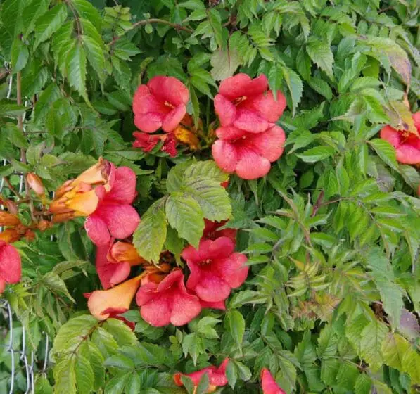 Campsis radicans