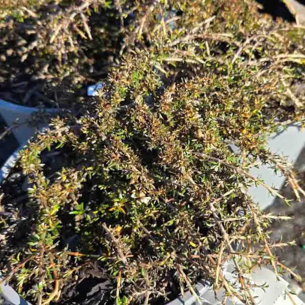 Coprosma 'Brunnea'