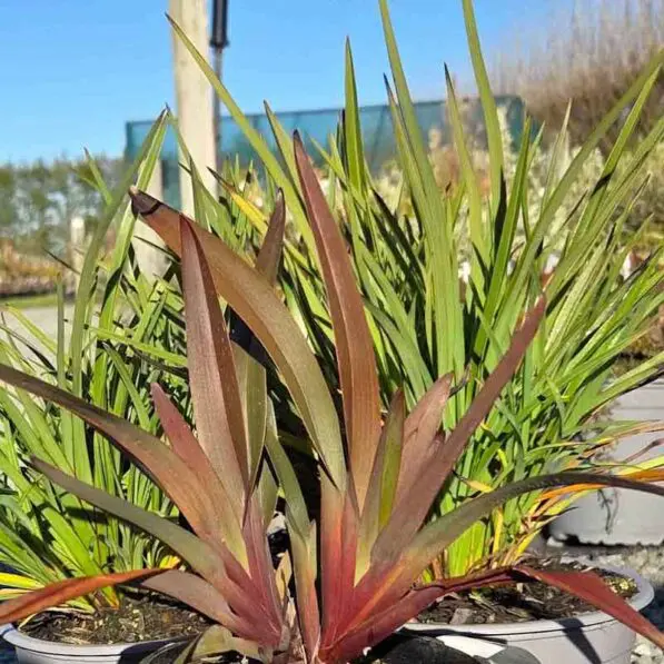 Dianella 'Tas Red' PVR
