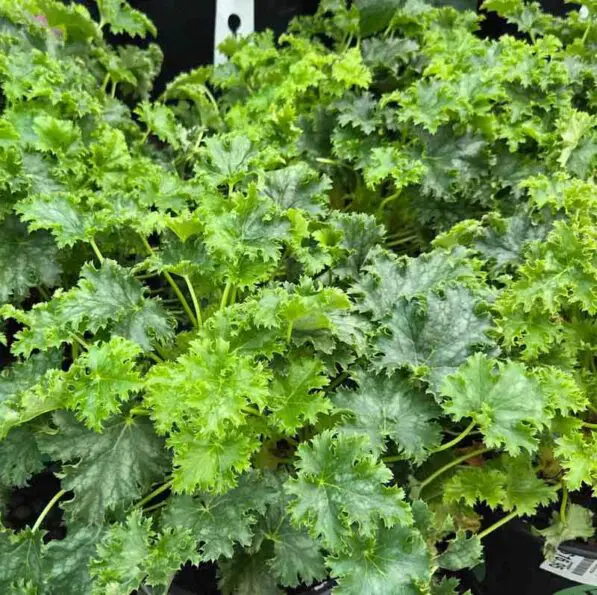 Heuchera 'Apple Crisp'