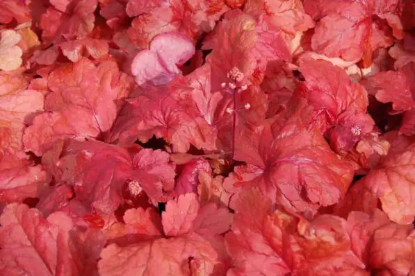 Heuchera 'Fire Alarm'