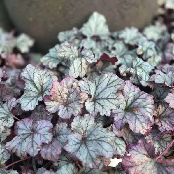 Heuchera 'Plum Royale'