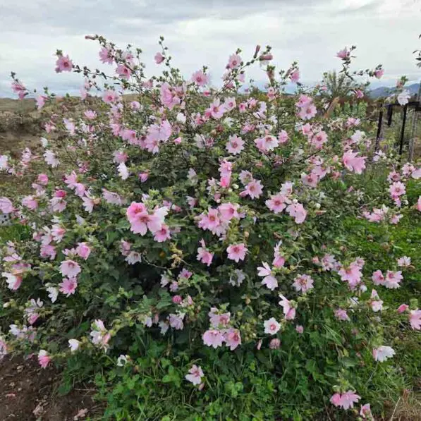 Lavatera Barnsley