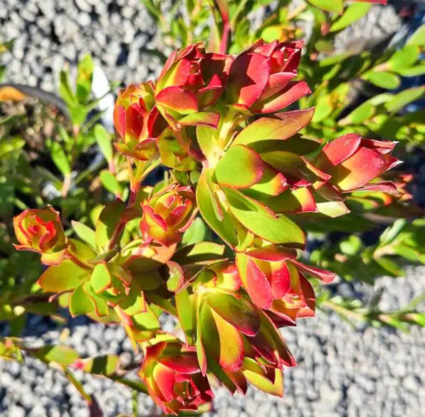 Leucadendron 'Harvest'