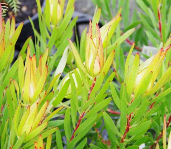 Leucadendron 'Inca Gold'