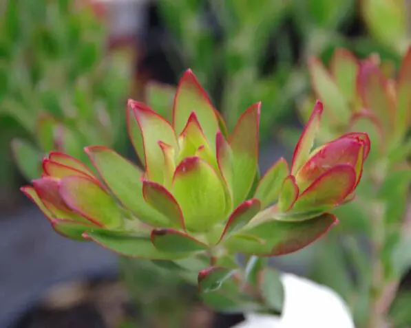 Leucadendron 'Jenny Barker'