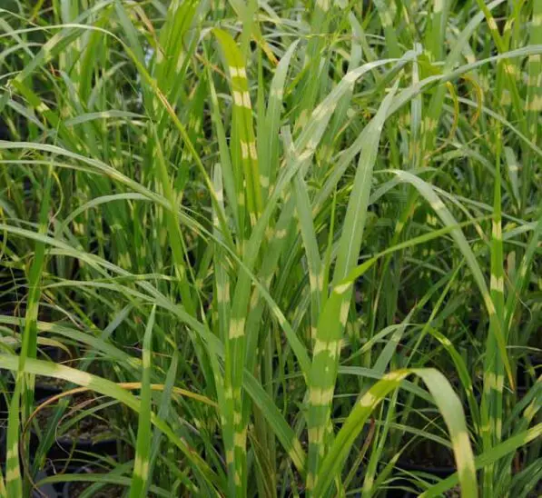 Miscanthus sinensis ' Zebrinus'