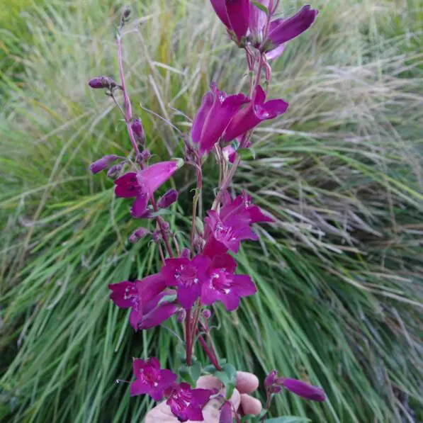 Penstemon 'Blackbird'