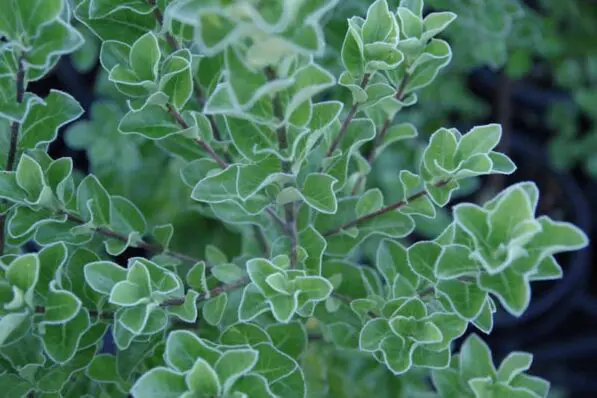 Pittosporum 'Stephens Island'