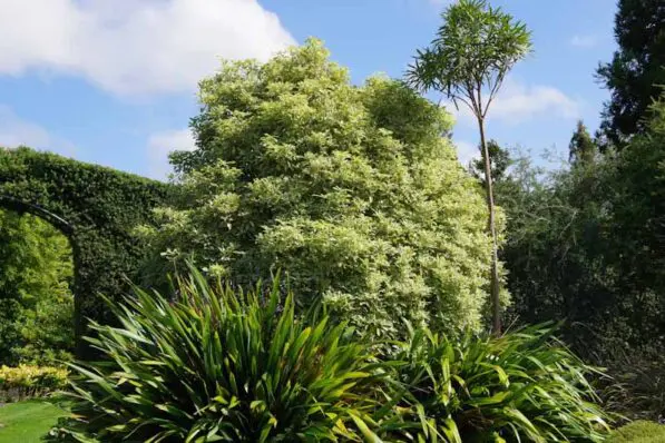 Pittosporum eugenioides 'Variegatum'