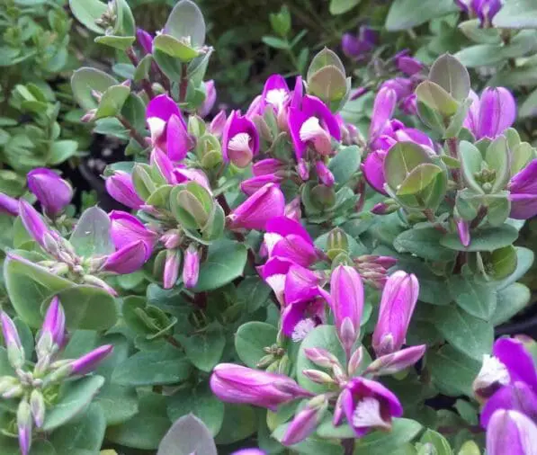 Polygala fruticosa 'Petite Butterfly'