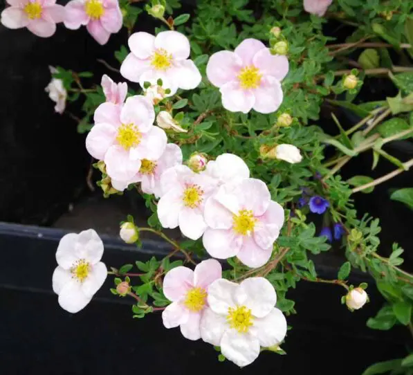 Potentilla 'Elizabeth'