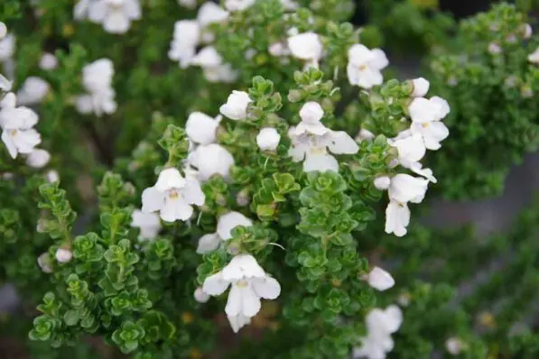 Prostanthera cuneata