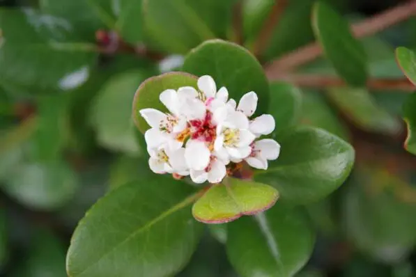 Rhaphiolepis umbellata