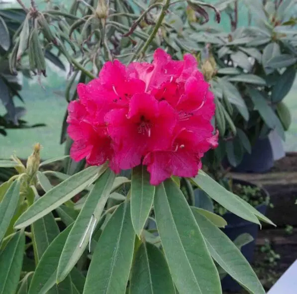 Rhododendron 'Kaponga'