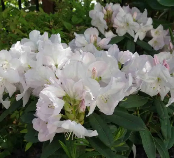 Rhododendron 'Pawhuska'