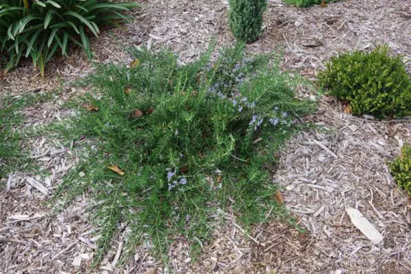 Rosmarinus prostrata