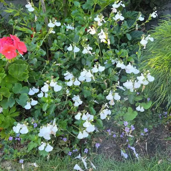 Salvia 'Glare'