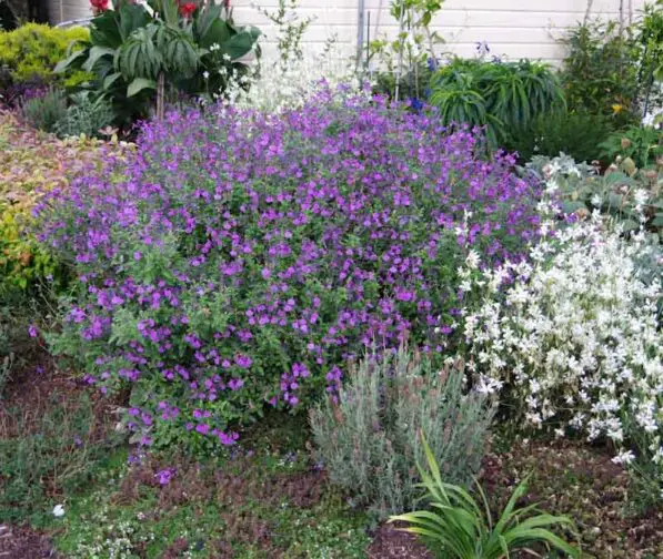 Salvia 'So Cool Violet'