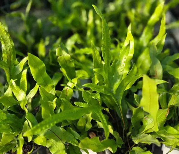 Zealandia pustulata