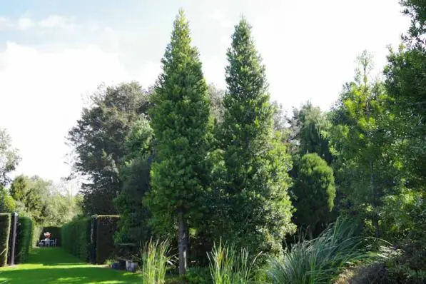 Agathis australis