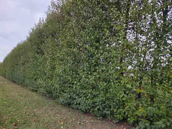 Alnus cordata