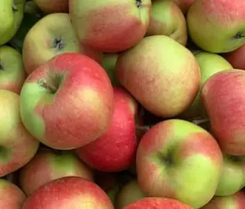 Apple 'Berlepsch' MM116