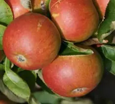 Apple 'Suntan' MM116