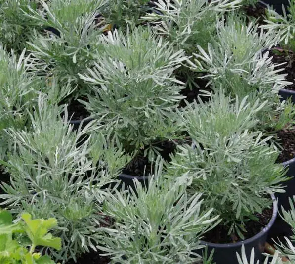 Artemesia 'Powis Castle'