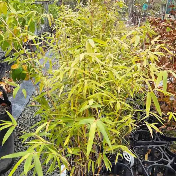 Bambusa glaucescens 'Alphonse Karr'