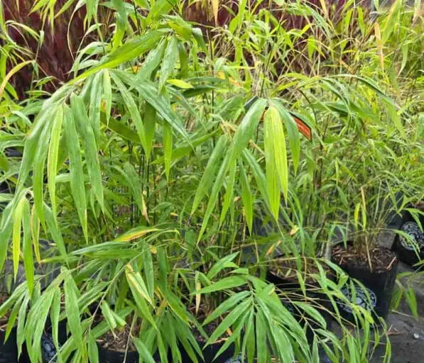 Bambusa 'Gracilis'