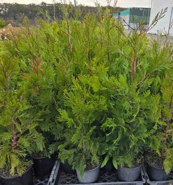 Calocedrus decurrens