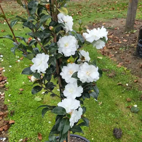 Camellia 'Blizzard' PVR