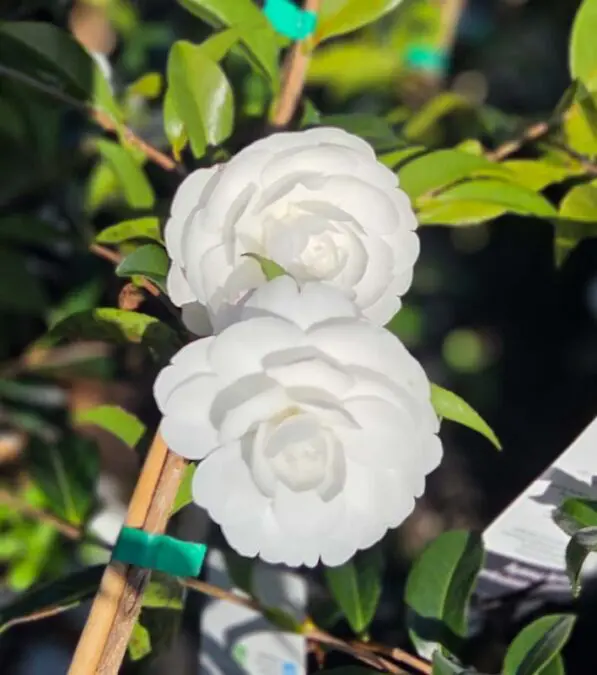 Camellia 'Early Pearly'