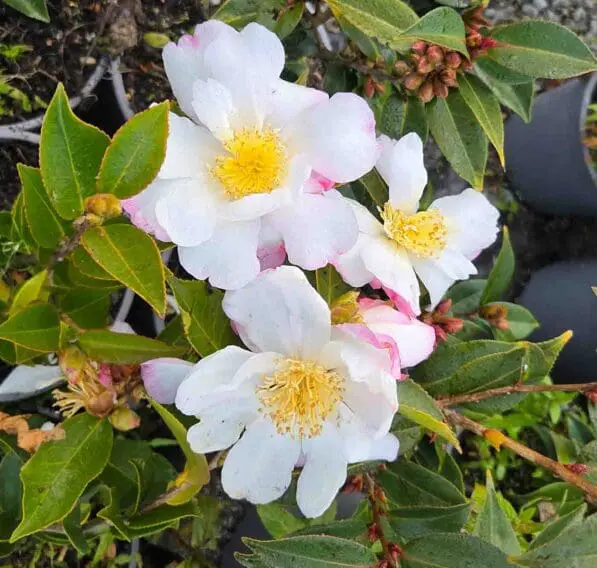 Camellia 'Paradise Vanessa'