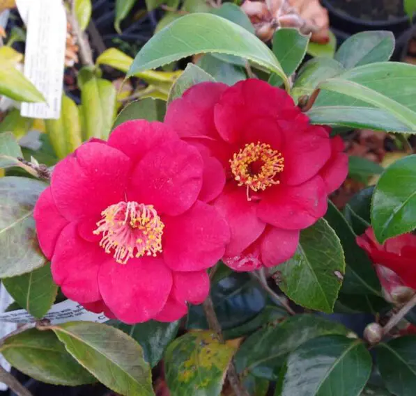 Camellia 'San Dimas'