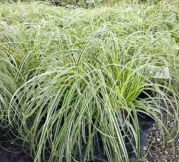 Carex 'Feather Falls'