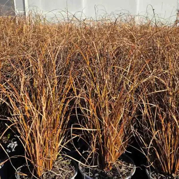 Carex tenuiculmis