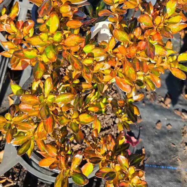 Coprosma repens 'Evening Glow'
