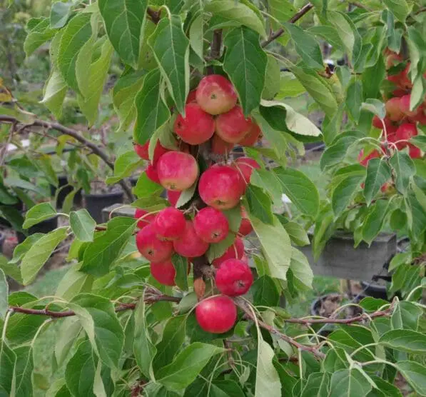 Malus 'Jelly King'