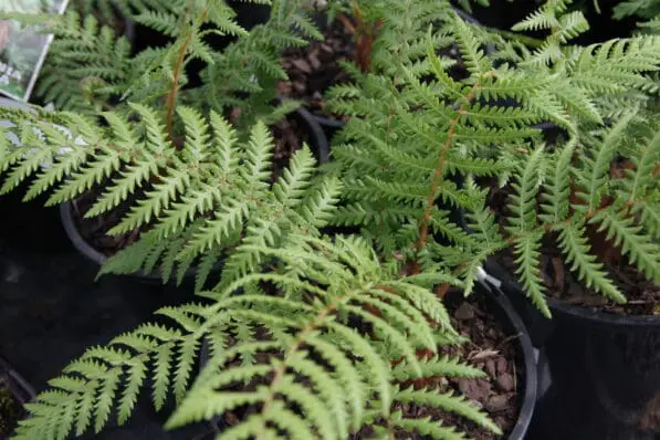 Dicksonia fibrosa