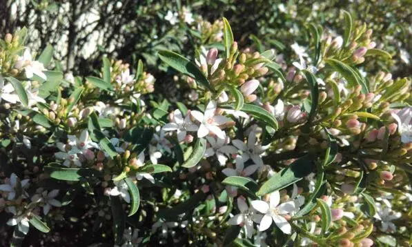 Eriostemon myoporoides 'Profusion'