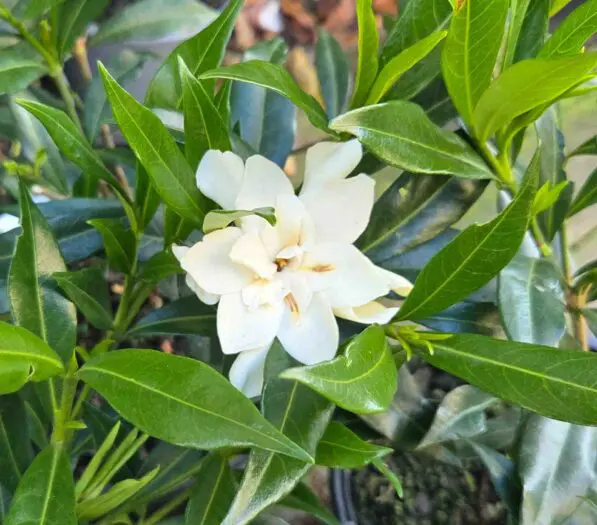 Gardenia 'Frost Proof'