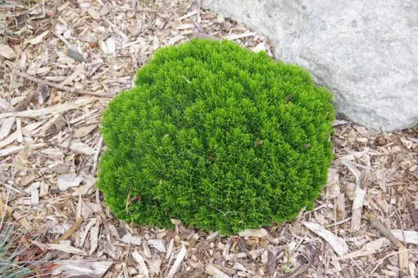 Hebe cupressoides 'Nana'