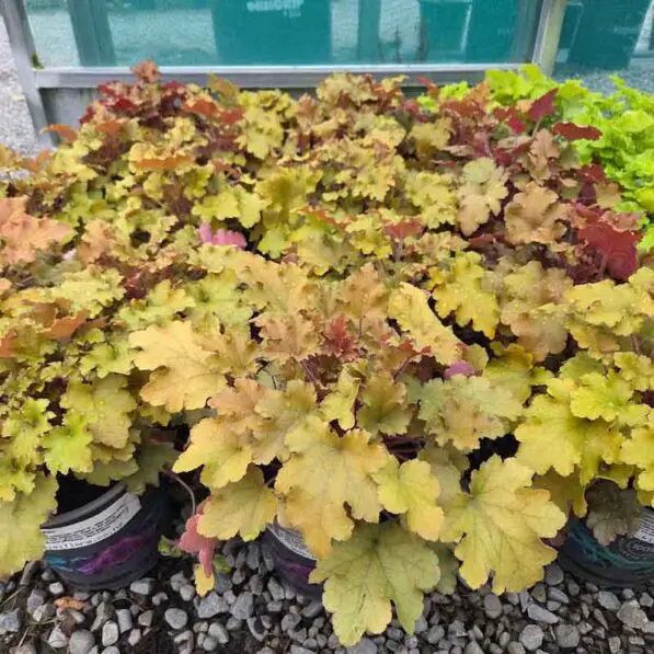 Heuchera 'Marmalade'
