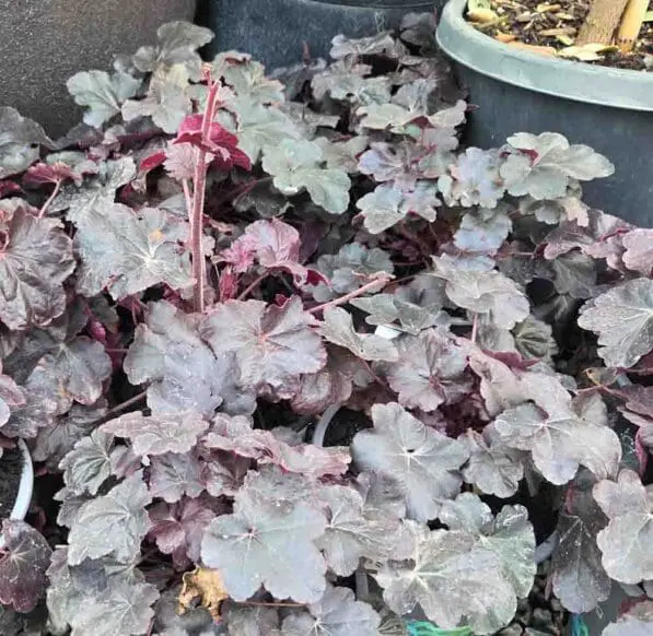 Heuchera 'Obsidian'