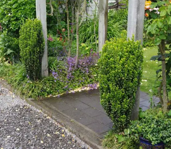 Ilex crenata 'Sky Pencil'