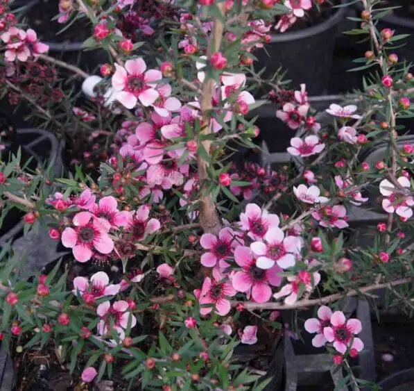 Leptospermum 'Martini'
