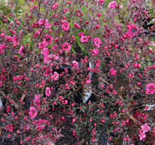 Leptospermum 'Wiri Kerry'