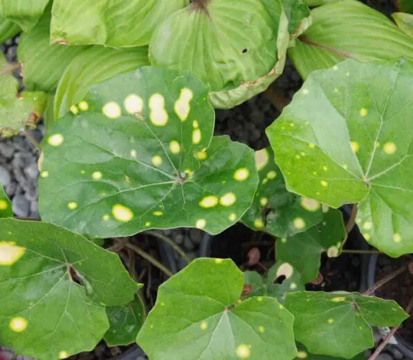 Ligularia 'Spotted Leopard'